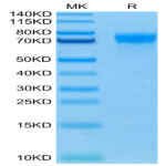 Biotinylated Human LILRA1/CD85i/LIR-6 Protein (LIL-HM4A1B)