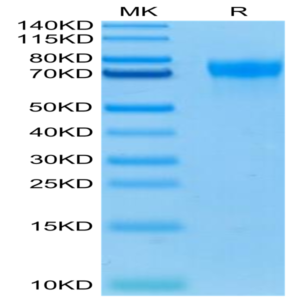 Biotinylated Human LILRA1/CD85i/LIR-6 Protein (LIL-HM4A1B)