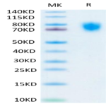 Human LILRA2/CD85h/ILT1 Protein (LIL-HM4A2)