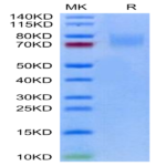 Biotinylated Human LILRA2/CD85h/ILT1 Protein (LIL-HM4A2B)