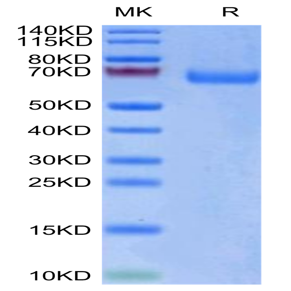 Biotinylated Human LILRA3/CD85e Protein (LIL-HM4A3B)