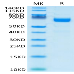 Human LILRA4/CD85g Protein (LIL-HM4A4)