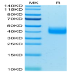 Human LILRA5/CD85f/ILT11 Protein (LIL-HM4A5)