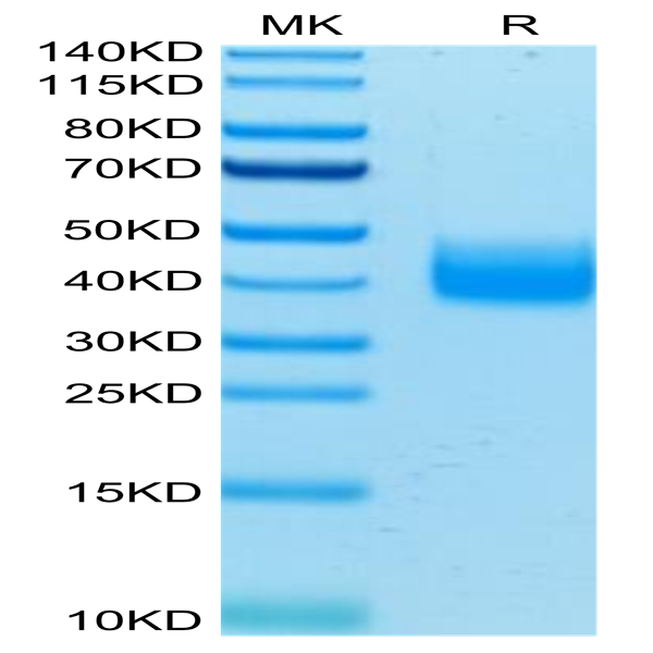 Human LILRA5/CD85f/ILT11 Protein (LIL-HM4A5)