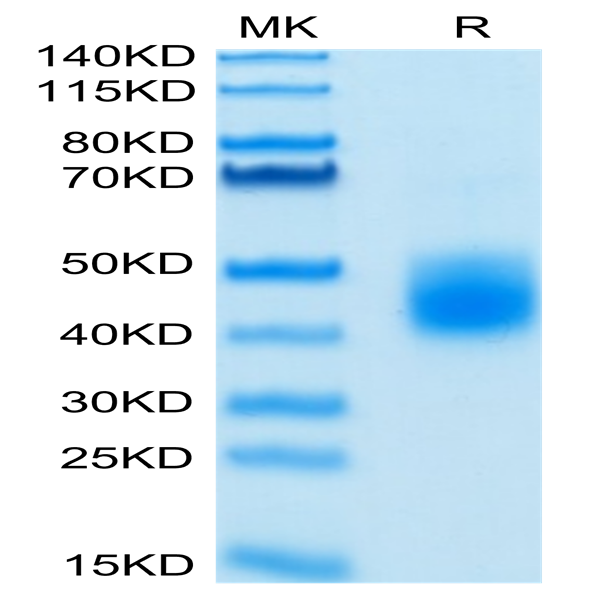 Biotinylated Human LILRA5/CD85f/ILT11 Protein (LIL-HM4A5B)