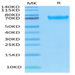 Human LILRA6/CD85b/ILT8 Protein (LIL-HM4A6)