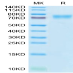 Human LILRB1/CD85j/ILT2 Protein (LIL-HM4B1)