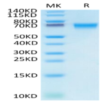 Biotinylated Human LILRB1/CD85j/ILT2 Protein (LIL-HM4B1B)