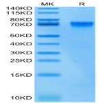 Biotinylated Human LILRB2/CD85d/ILT4 Protein (LIL-HM4B2B)