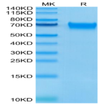 Human LILRB3/CD85a/ILT5 Protein (LIL-HM4B3)