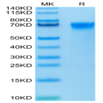 Biotinylated Human LILRB3/CD85a/ILT5 Protein (LIL-HM4B3B)