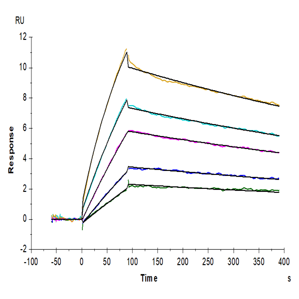 Human LILRB4/CD85k/ILT3 Protein (LIL-HM4B4) Human LILRB4/CD85k/ILT3 Protein (LIL-HM4B4)