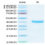 Human LILRB4/CD85k/ILT3 Protein (LIL-HM4B4)