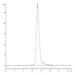 Human LILRB5/CD85c/LIR-8 Protein (LIL-HM4B5)