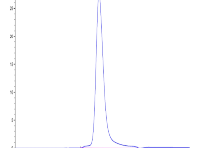 Human LILRB5/CD85c/LIR-8 Protein (LIL-HM4B5)