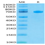 Human LILRB5/CD85c/LIR-8 Protein (LIL-HM4B5)