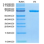 Biotinylated Human LILRB5/CD85c/LIR-8 Protein (LIL-HM4B5B)