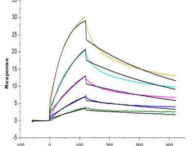 Mouse LILRB4/CD85k/ILT3 Protein (LIL-MM1B4)