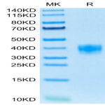 Mouse LILRB4/CD85k/ILT3 Protein (LIL-MM1B4)