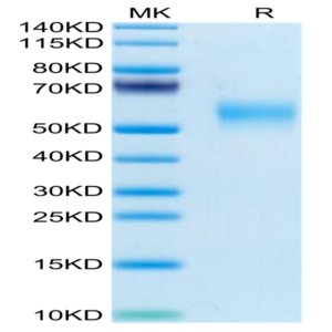 Mouse LOX1 Protein (LOX-MM101)