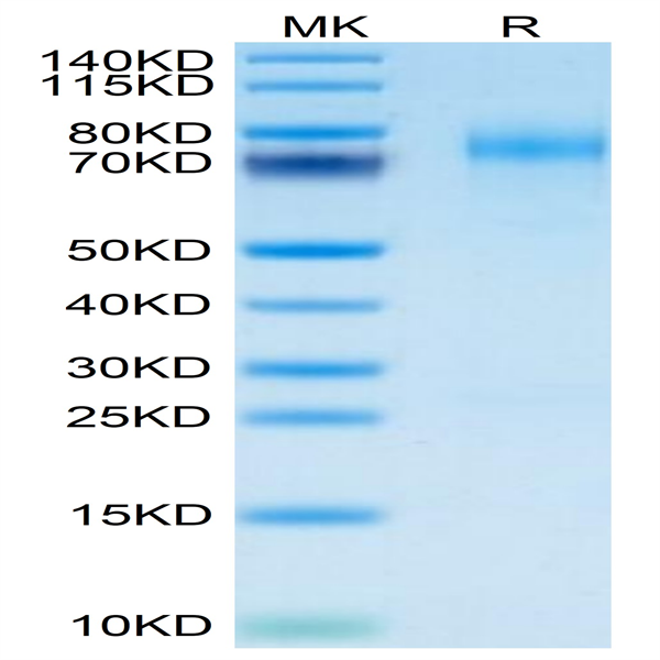 Mouse LYPD3 Protein (LPD-MM103)