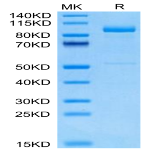Cynomolgus LRIG1 Protein (LRI-CM101)