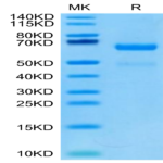 Human LRP10 Protein (LRP-HM110)