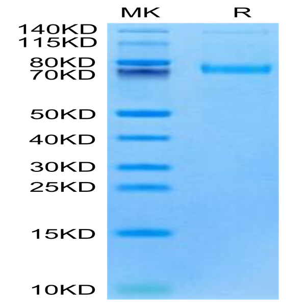 Cynomolgus/Rhesus macaque LRRC15/LIB Protein (LRR-CM115)