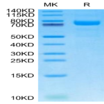 Canine LRRC15/LIB Protein (LRR-DM415)