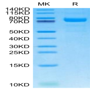 Canine LRRC15/LIB Protein (LRR-DM415)