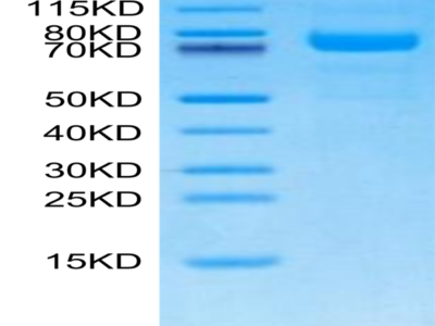 Canine LRRC15/LIB Protein (LRR-DM415)