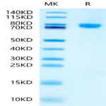 Mouse LRRC15/LIB Protein (LRR-MM115)