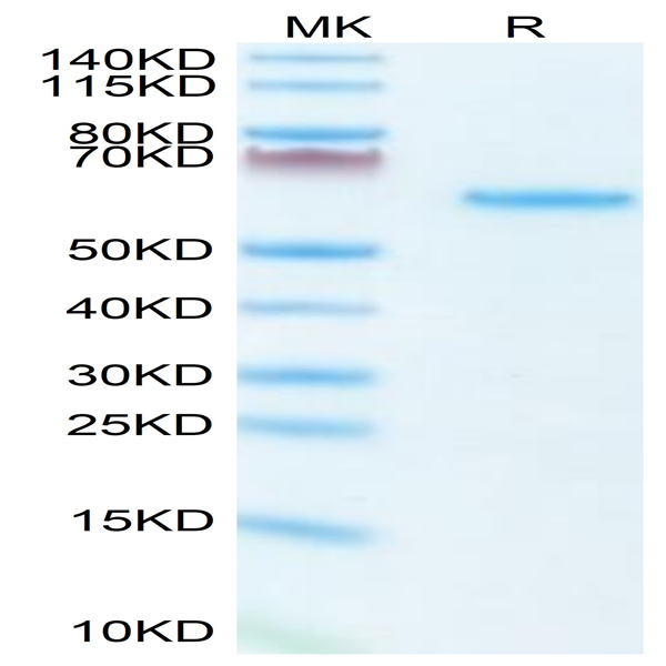 Mouse LTBR Protein (LTB-MM201)