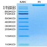 Cynomolgus LY75/CD205 Protein (LY7-CM105)