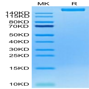 Cynomolgus LY75/CD205 Protein (LY7-CM105)