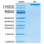 Human LY75/CD205 Protein (LY7-HM105)