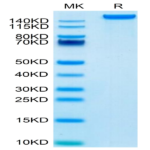 Mouse LY75/CD205 Protein (LY7-MM105)