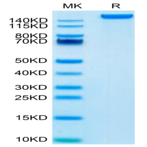 Mouse LY75/CD205 Protein (LY7-MM105)