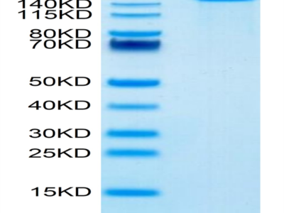 Mouse LY75/CD205 Protein (LY7-MM105)