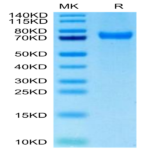 Biotinylated Human CD229/SLAMF3 Protein (LY9-HM401B)