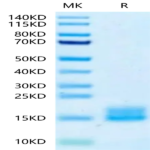 Cynomolgus LY6G6D Protein (LYD-CM16D)