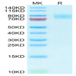 Human Siglec-4a/MAG Protein (MAG-HM101)