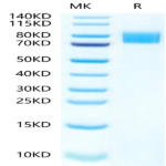 Mouse Siglec-4a/MAG Protein (MAG-MM101)