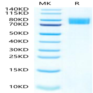 Mouse Siglec-4a/MAG Protein (MAG-MM101)