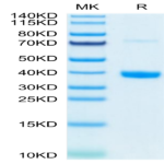 Mouse MFAP4 Protein (MAP-MM104)