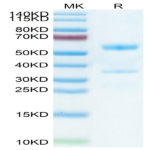 Mouse MFAP5 Protein (MAP-MM2P5)