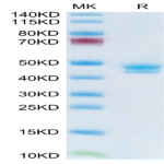 Human MCEMP1 Protein (MCE-HM201)