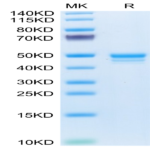 Mouse MCEMP1 Protein (MCE-MM201)