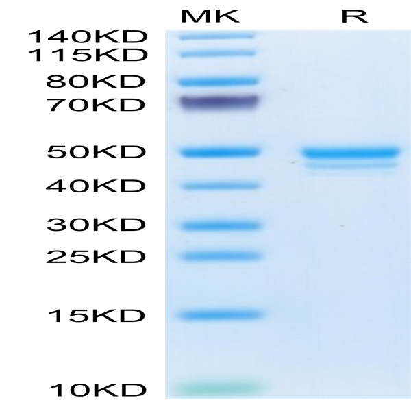 Mouse MCEMP1 Protein (MCE-MM201)