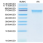 Human MADCAM1 Protein (MCM-HM101)